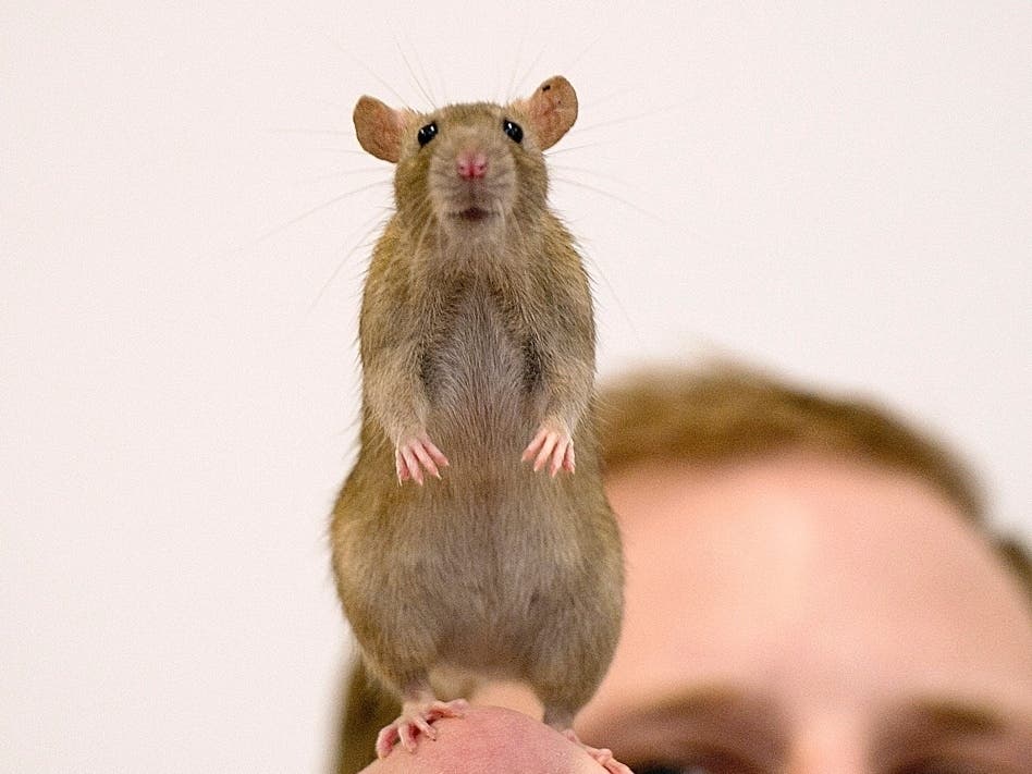 Shops wild rat as pet